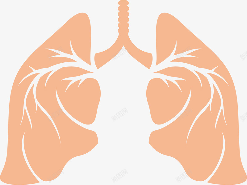 肺部医药png免抠素材_新图网 https://ixintu.com 医药 生物医药 肺部