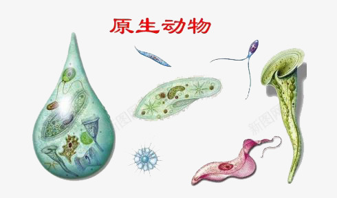 生物学原生动物psd免抠素材_新图网 https://ixintu.com png下载 动物 原生 生物学