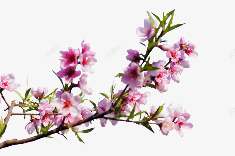 粉色桃花png免抠素材_新图网 https://ixintu.com 景色 树叶 树枝 桃花 植物 清新 粉色花 花卉 花朵