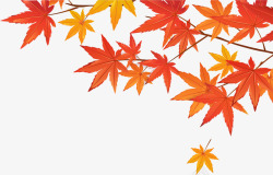 秋天黄色叶子枫叶树枝素材