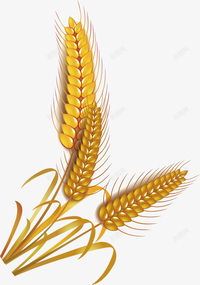 秋天的小麦1png免抠素材_新图网 https://ixintu.com 小麦 成熟 秋 秋天 金黄