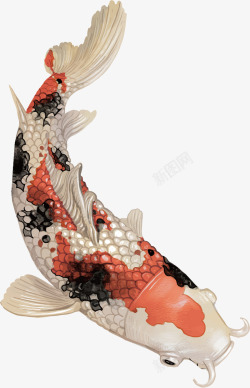 中国风彩绘锦鲤鱼富贵鱼矢量图素材