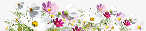 春季白粉色花朵装饰png免抠素材_新图网 https://ixintu.com 春季 粉色 花朵 装饰
