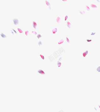 飘舞粉色紫色花瓣png免抠素材_新图网 https://ixintu.com 新图网 粉色 紫色 花瓣 飘舞