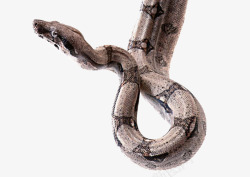 蟒蛇蛇实物图高清图片