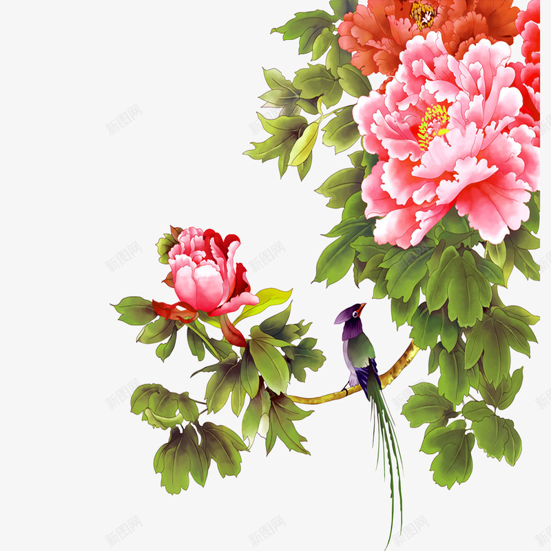 花鸟图png免抠素材_新图网 https://ixintu.com 喜鹊 牡丹 粉色 花鸟图
