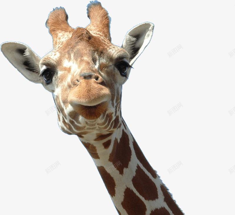 长颈鹿的头png免抠素材_新图网 https://ixintu.com 动物 动物世界 动物园 实物 生物 长颈鹿