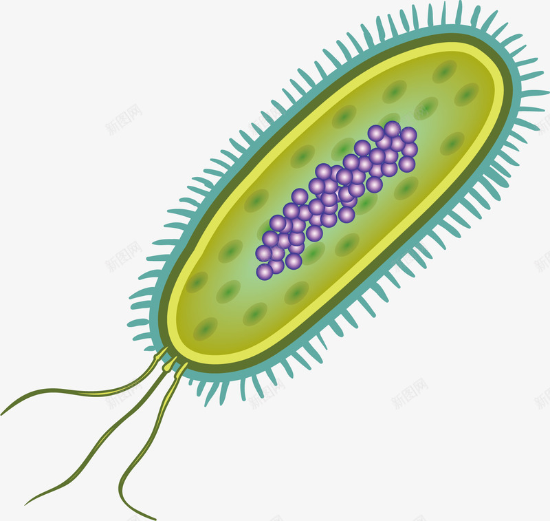 寄生类细胞矢量图ai免抠素材_新图网 https://ixintu.com 创意 卡通 寄生 微生物 手绘 水彩 淋巴 生物结构 细胞 细胞结构 结构细胞 设计 矢量图