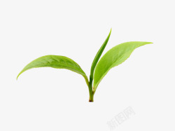 绿茶嫩芽绿茶叶特写高清图片