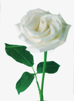 带鲜花白玫瑰高清图片