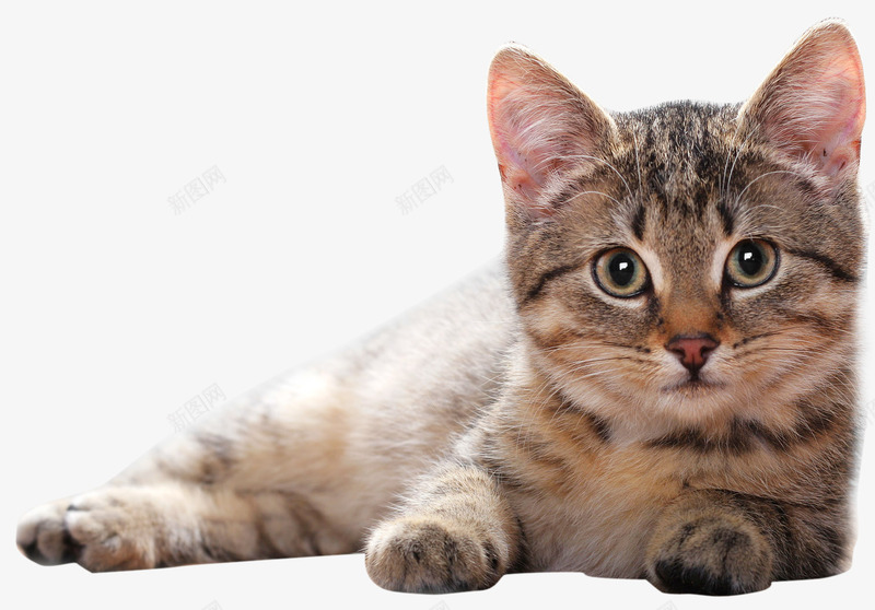 卡通可爱的小猫png免抠素材_新图网 https://ixintu.com 免抠图 动物 小猫 抠图 插画 装饰画 趴着的猫