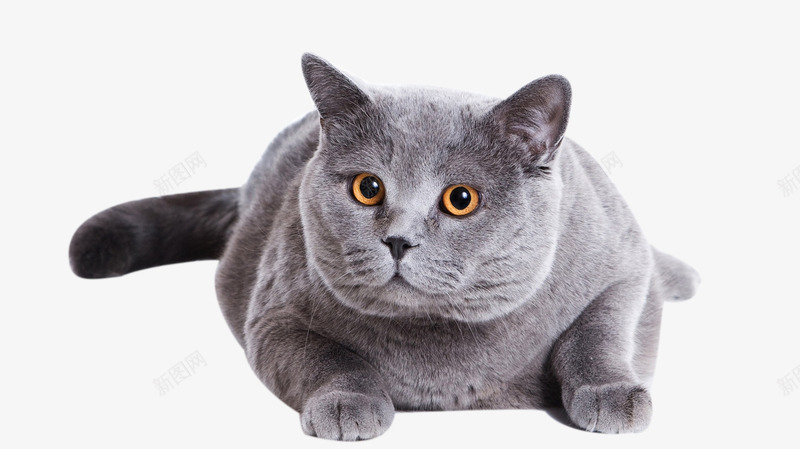趴着的小猫png免抠素材_新图网 https://ixintu.com 动物 小猫 灰色的猫 矢量装饰 装饰