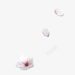 白色桃花素材桃花高清图片