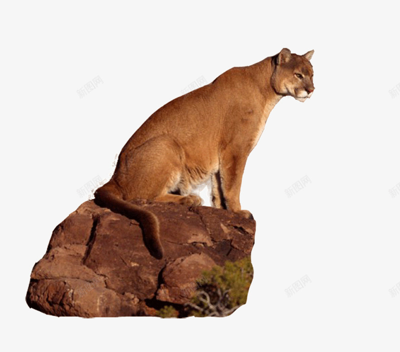 岩石上的豹子png免抠素材_新图网 https://ixintu.com PNG素材图片 动物 哺乳动物 生物 老虎 豹子 野生动物
