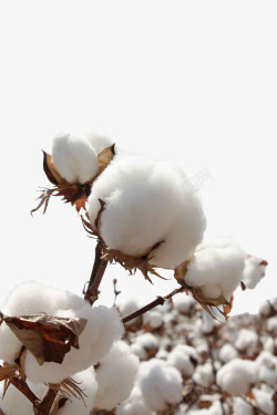 种植的棉花棉花高清图片