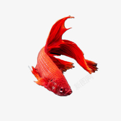 红色鱼尾红色鲤鱼手绘简图高清图片