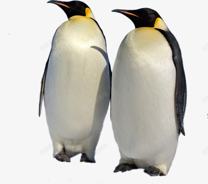 两只企鹅png免抠素材_新图网 https://ixintu.com 两只企鹅 企鹅 南极企鹅