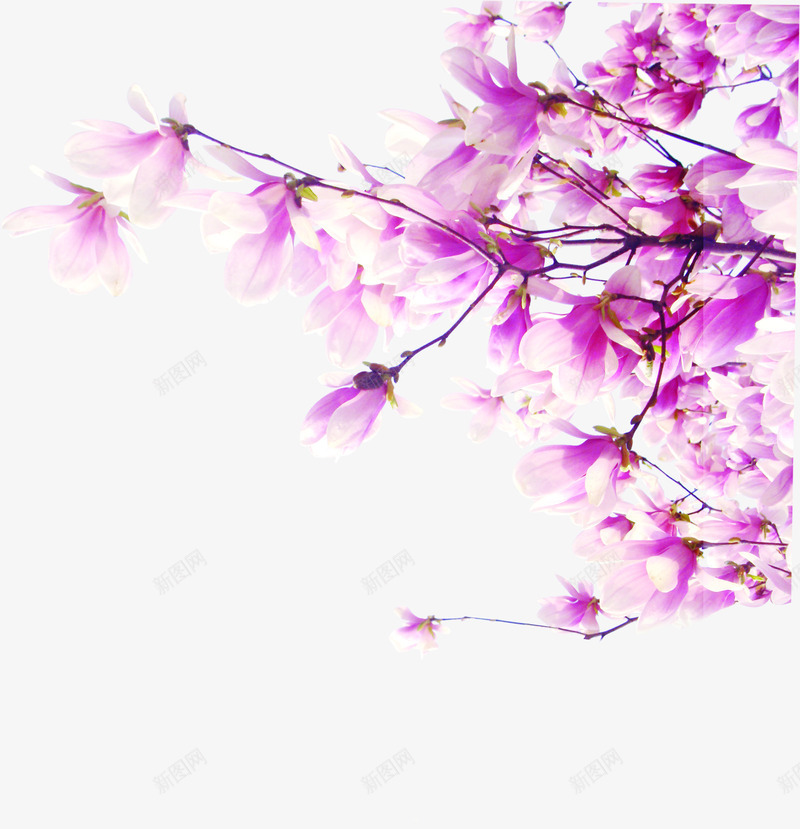 春季玉兰粉白色花朵png免抠素材_新图网 https://ixintu.com 春季 玉兰 粉白色 花朵