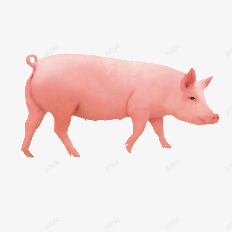 红色土猪png免抠素材_新图网 https://ixintu.com 动物 土猪 家畜 猪