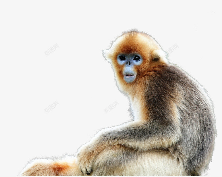 金丝猴png免抠素材_新图网 https://ixintu.com 动物 可爱的 猴子 金丝猴 顽皮的