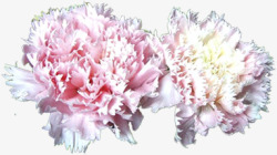 粉色淡雅康乃馨花朵母亲节素材