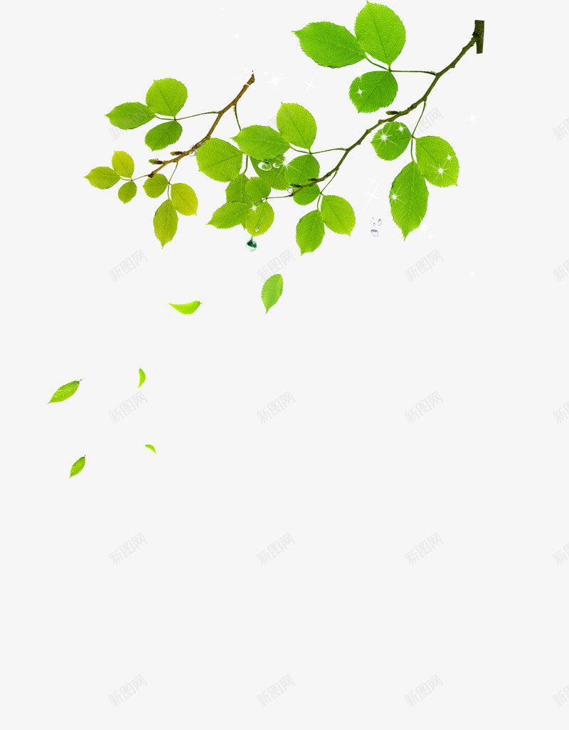漂浮树叶png免抠素材_新图网 https://ixintu.com 叶子 树叶 植物 清新 漂浮树叶 绿 绿色