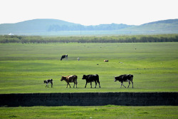绿色蒙古草原绿色草原牧场高清图片