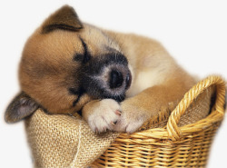 在筐子里睡觉的小狗素材