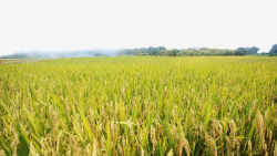 秋季稻田背景丰收的稻谷高清图片