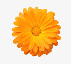 橙色有观赏性层叠茂盛的一朵大花素材