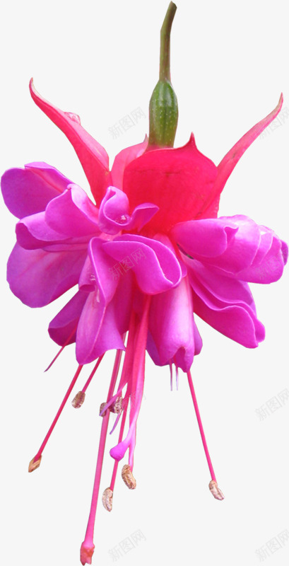 粉色花朵装饰png免抠素材_新图网 https://ixintu.com 产品实物 粉色花朵 花卉 花朵大红花