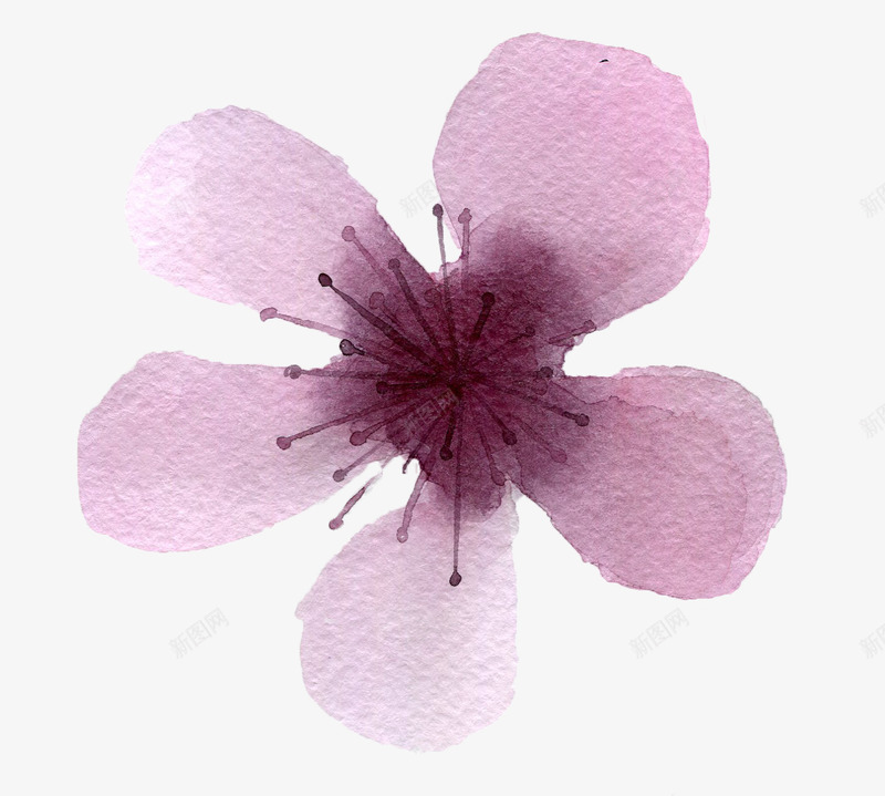 水彩手绘紫色花朵png免抠素材_新图网 https://ixintu.com 卡片装饰 小清新 彩绘 手绘 水彩 淡雅 花卉 花朵 贺卡装饰