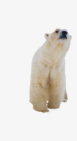 活物北极熊正面高清图片