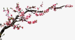 手绘桃花花朵花树装饰素材