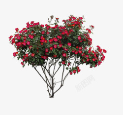 植物灌木红色花朵素材