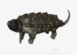 最古老的爬行动物大鳄龟实物素材