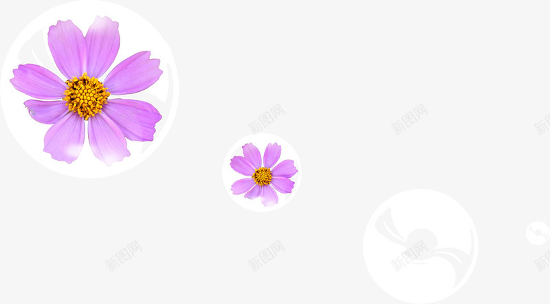 淡紫色花瓣花朵png免抠素材_新图网 https://ixintu.com 淡紫色 淡雅 花朵 花瓣