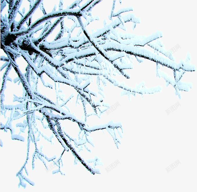 摄影冬天的树木雪花元素png免抠素材_新图网 https://ixintu.com 元素 冬天 摄影 树木 雪花