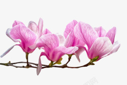 兰科植物紫色带香味分支上带白色纹理的玉高清图片