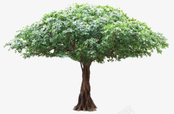 实物大树实物绿化参天大树古榕树高清图片