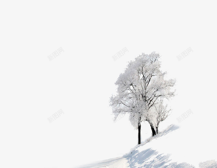 冬天的里的两颗树png免抠素材_新图网 https://ixintu.com 冬天 冬雪 披上学的银色树 树 雪