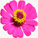 粉色清新春季小花素材
