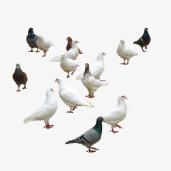 一群飞舞的鸽子白色鸽子高清图片