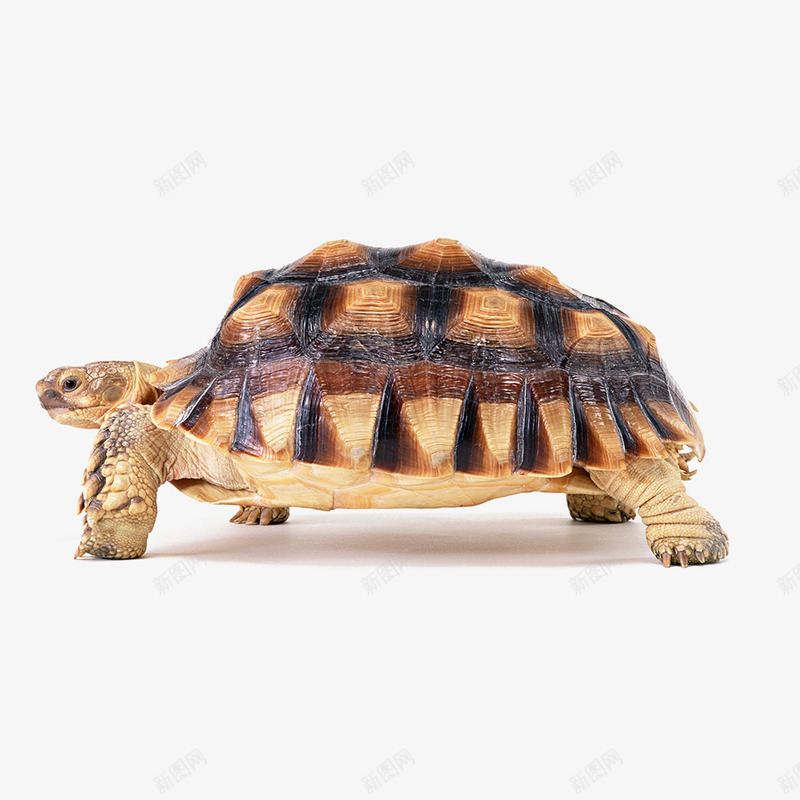海龟乌龟png免抠素材_新图网 https://ixintu.com 乌龟 动物 图片 海龟