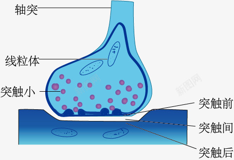 突触的亚显微结构png免抠素材_新图网 https://ixintu.com 生物教学 示意图 突触的亚显微结构 细胞结构 蓝色