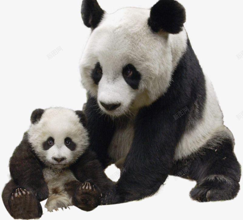 母子大熊猫png免抠素材_新图网 https://ixintu.com 动物 可爱 大熊猫 实物 萌兽 黑白