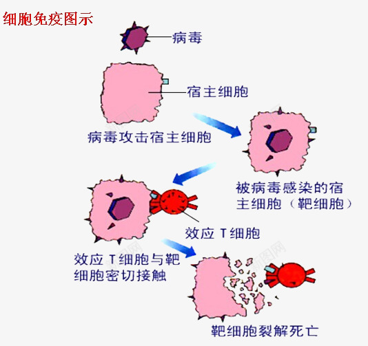 细胞免疫图png免抠素材_新图网 https://ixintu.com png下载图 免疫 生物 细胞