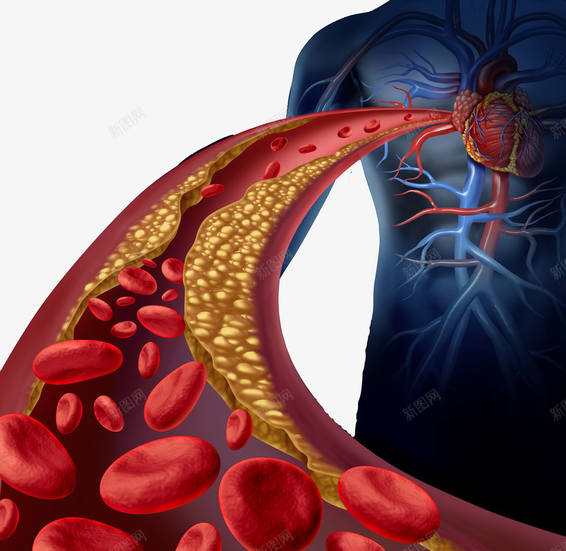人体器官png免抠素材_新图网 https://ixintu.com 动脉 心脏 红细胞 红细胞血液插图 血管 血管介入 身体构造 静脉