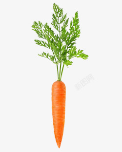 原生态健康绿色食品一根红萝卜高清图片