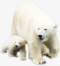 白色动物北极熊素材